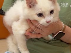 -乐派堂宠物医院·猫友好· 心脏科(东街店)