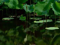 -梁鸿国家湿地公园