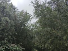 -日照海滨国家森林公园
