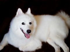 -酷豆宠物咖啡·宠物美食·撸猫馆