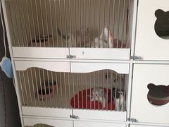 -喵zoo家庭繁育猫舍(尖东智能花园店)