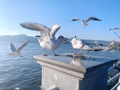 -海埂大坝