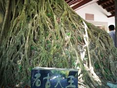 -神光山国家森林公园