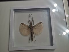 -上海昆虫博物馆