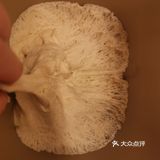 食谱| 超蓬松小包子