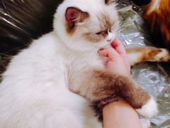 -猫色咖啡·猫咖
