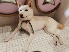 -柴务处·柴犬主题狗咖