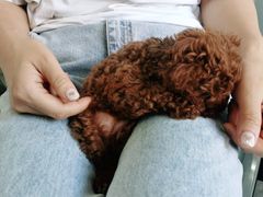 -安安宠医·安宠宠物医院