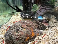 -太平洋海底世界