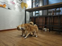 -喵屋coffee
