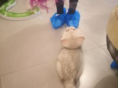 -三花喵·撸猫购宠·宠物生活馆(虹桥南丰城店)