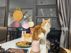 -喵园·猫主题咖啡厅·撸猫·猫咖(国贸店)