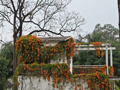 -广西壮族自治区药用植物园
