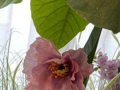 -Tomacado花厨(One ITC店)