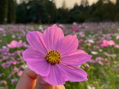 -上海滨江森林公园