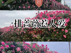 -悦见花开·花园里的火锅·露营·下午茶