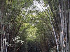 -黄埔油麻山森林公园