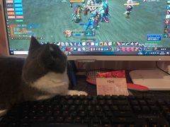 -70cat德文卷毛猫·缅因猫纯种猫舍