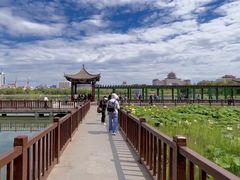 -莲花池公园