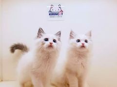 -十年猫舍·猫咪专门店(普陀店)