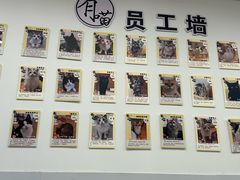 -有喵·猫咖·狗咖·30几只猫10只小狗(岗厦店)