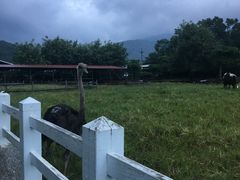 -瑞穗牧场