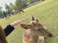 -奈良公园