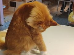 -爪爪喵星球·猫舍(卓悦中心店)