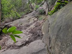 -南山植物园