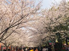 -高东镇樱花园