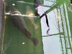 -蓝湾碧波·老字号·疍家非遗海上餐厅