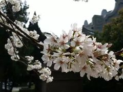 -武汉大学-樱园