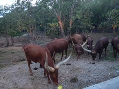 -清迈夜间动物园