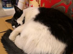 -樱の花亭日本料理店