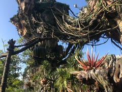 -奥兰多迪士尼动物王国乐园