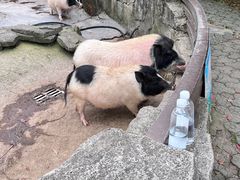 -宁波野生动物园