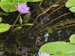 -广东花都湖国家湿地公园