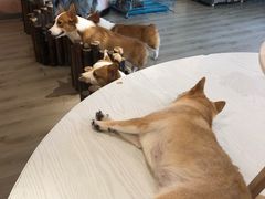 -浣熊柯尔鸭土拨鼠·电玩咖