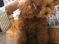 -more than meow吴止猫主题餐厅(承德 中船汇店)