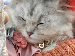 -循礼门鲜花花市(武汉循礼门店)