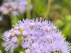 -上海植物园-4号门售票处