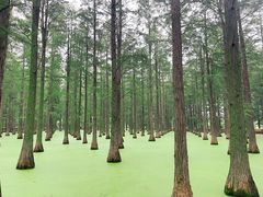 -渌洋湖湿地公园