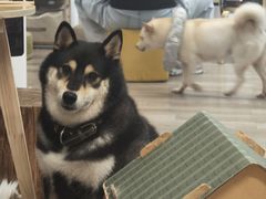 -柴迷FANS CLUB·柴犬狗咖·猫咖