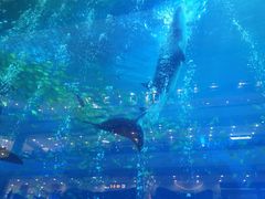 -成都浩海立方海洋公园