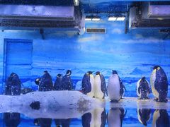 -大连老虎滩海洋公园