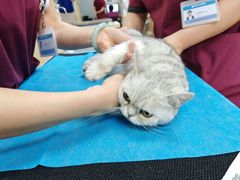 -中国农业大学动物医院