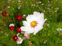 湖边的小花-松花湖风景名胜区
