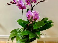 -杭州街角花屋花店(闻堰店)