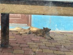 -大连森林动物园