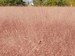 -羊亭河湿地公园